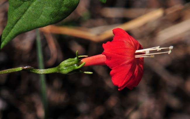 Ipomoea cristulata, Trans-Pecos morning-glory, Southwest Desert Flora